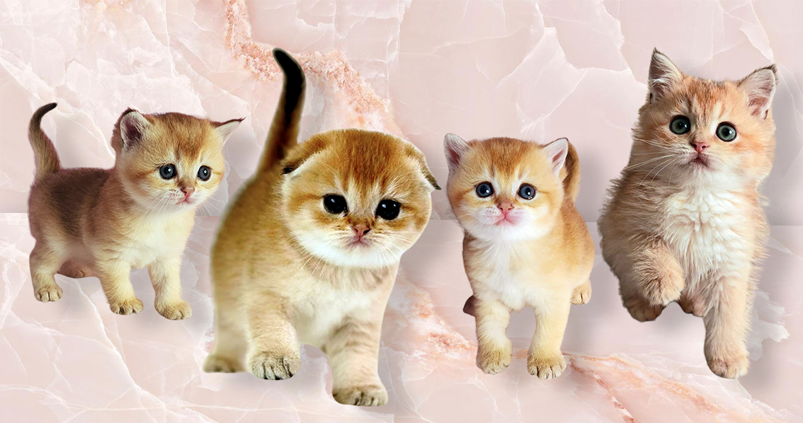 котята шотландские Москва